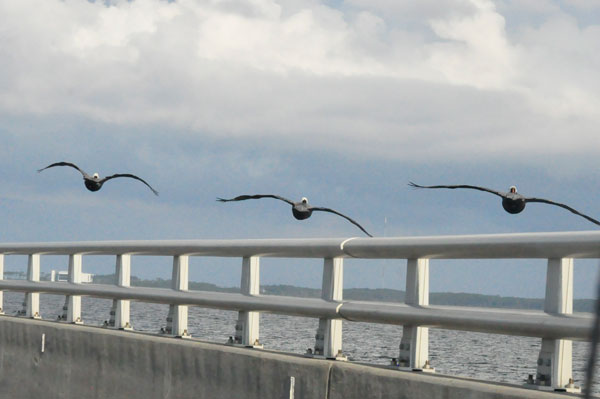 birds flying over the bridge